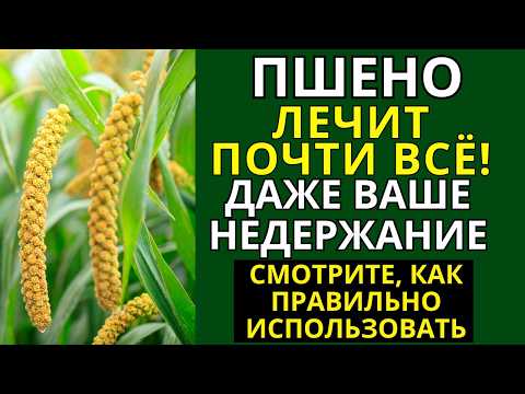 Видео: ПШЕНО исцеляет почти от всего! Включая ваше недержание. Узнайте, как его правильно применять