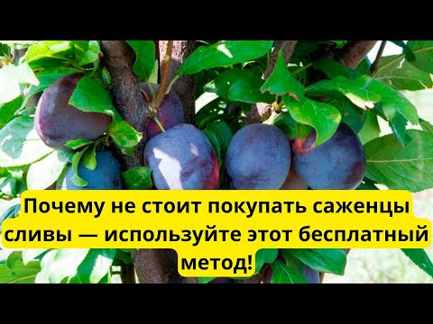 Видео: Не покупайте саженцы сливы. Вы их можете найти бесплатно