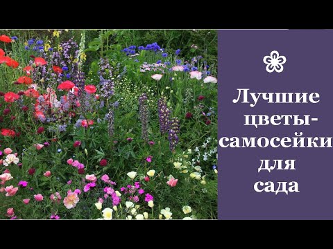 Видео: ❀ Лучшие цветы-самосейки для сада