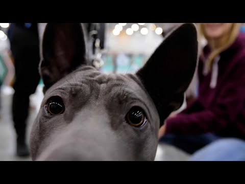 Видео: Собаки в Крокус Экспо. Выставка "Евразия 2024". Избранное/Dog show in Moscow.