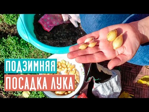 Видео: ОЗИМЫЙ ЛУК 🌱 Полная инструкция по посадке / Садовый гид