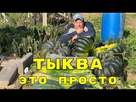 Видео: выращивание тыквы это проще пареной репы, мой рекорд 132 кг. вес одной тыквы