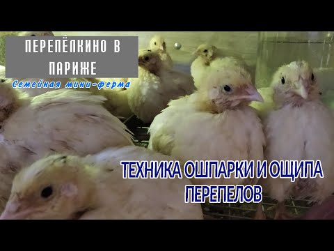 Видео: ТЕХНИКА ОШПАРКИ И ОЩИПА ПЕРЕПЕЛОВ  ЛИЧНЫЙ ОПЫТ