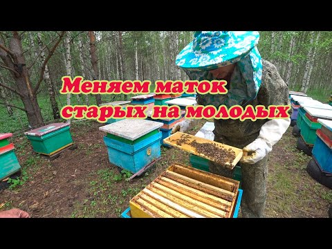 Видео: ЕДЕМ НА ТОЧОК ПОДСАЖИВАТЬ МОЛОДЫХ МАТОК