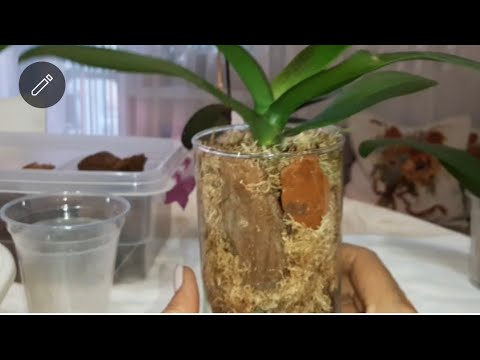 Видео: Орхоподростки отлично наращивают корни в закрытой системе.