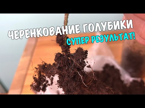 Видео: Как успешно размножить голубику. Черенкование голубики