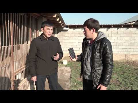 Видео: Қазақ төбет арнасында- Питомник Таймас
