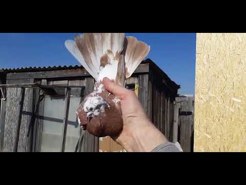 Видео: Игра двухчубых голубей. Среднеазиатские двухчубые А Пластуна, Абакан.