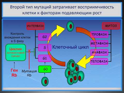 Видео: Патофизиология опухолей часть 1 (лектор И.Ю.Малышев)