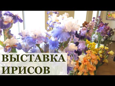 Видео: Я и не думала, что они так прекрасны! Выставка ирисов / 53 сорта в одном видео / Irises in Latvia