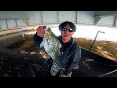 Видео: Обнаружение косяков белого окуня прямо перед заходом солнца (предупреждение о двух крупных рыбах!)