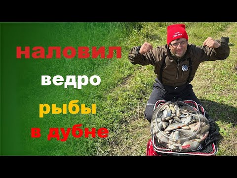 Видео: Наловил ведро рыбы в Дубне