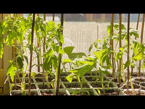 Видео: Обзор рассады! Формируем черную смородину! Утка на обед#обзоррассадымарт#формированиечернойсмородины