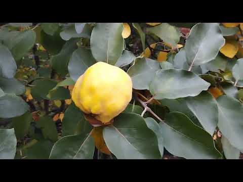 Видео: Кривий Ріг. 22 жовтня 2025.