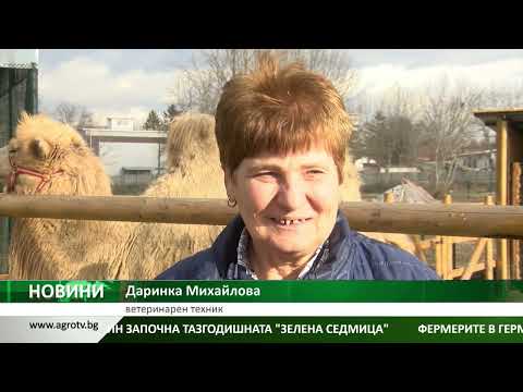 Видео: Мъжката камила Дарко чака булка, купена с дарения в зоопарка в Павликени
