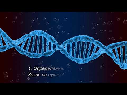 Видео: Нуклеиновите киселини - 5 интересни факти