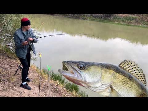 Видео: ОСЕННЯЯ ПОКЛЁВКА СУДАКА! #fishing #fish #врек #нура #судак #fishingvideo #врекомендации #карась #уфф