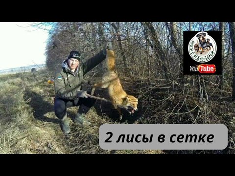 Видео: Охота с ягдтерьером, 2 лисы в сетке