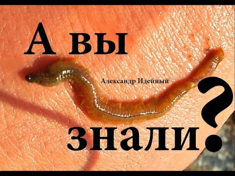 Видео: Где как копать морской червь