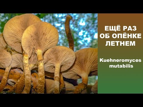 Видео: Ещё раз о Летнем опёнке! Kuehneromyces mutabilis.