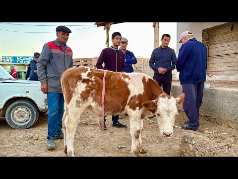 Видео: ХОРАЗМ МОЛ БОЗОРИ ЁШ ХЎКИЗЛАР НАРХЛАРИ САВДОЛАРИ 14-сентября 2025 г.