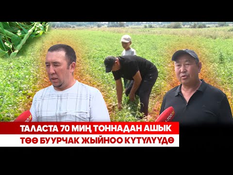 Видео: Таласта 70 миң тоннадан ашык төө буурчак жыйноо күтүлүүдө