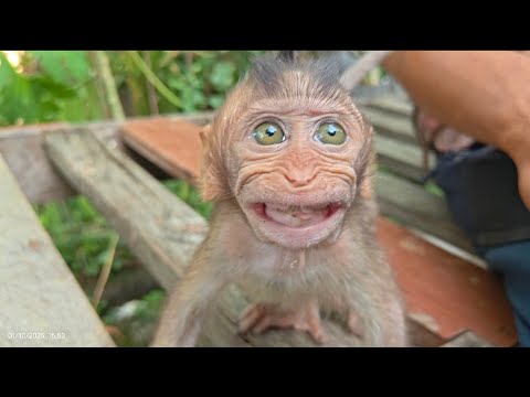 Видео: ЧТО НЕ ТАК С РОККИ? ОН УКУСИЛ ОПЕРАТОРА 😨😱