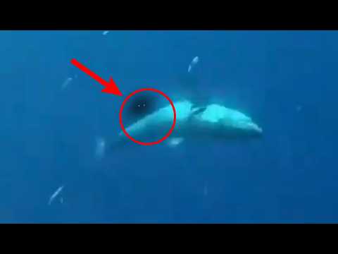 Видео: Ученые Выяснили Кто Все Это Время Охотился На БОЛЬШИХ Белых Акул! Это был...