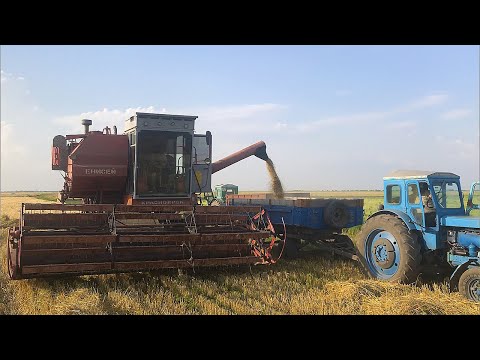 Видео: 🌾Уборка урожая Озимого Ячменя! Комбайн Енисей 1200.