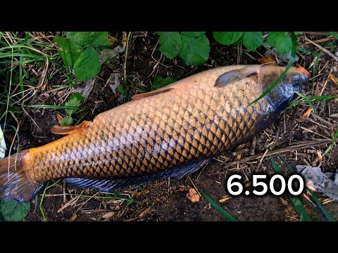 Видео: Сазан 6.500 ломает маховую удочку!  Новый друг позвал мне сазана)