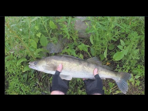 Видео: Рекордный судак на колебалку с берега