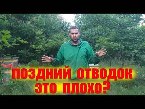 Видео: Поздние отводки пчел, на что стоит обратить внимание. Какие отводки пчёл перезимуют без проблем