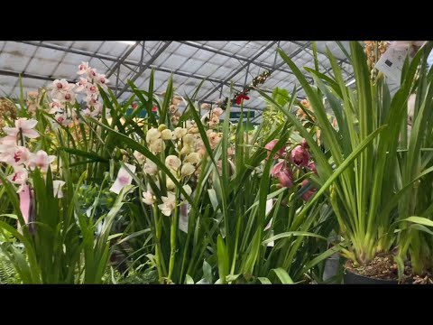 Видео: Орхидеи Цимбидиум ! Парад Цимбидиумов ! CYMBIDIUM PARADE. London