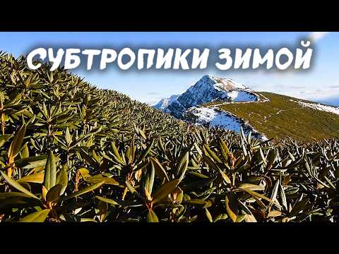 Видео: Бурная жизнь  в подстилке зимнего леса ❄️ Субтропики Черного моря