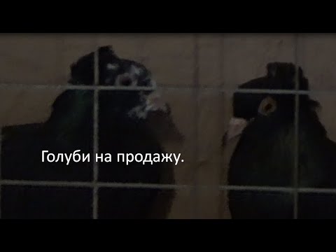 Видео: Речь идёт не о моих голубях.