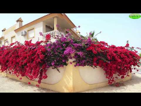 Видео: ВЫРАЩИВАНИЕ МАНДЕВИЛЛЫ ДИПЛАДЕНИЯ #Mandevilla 🌺#Bugenvillia #Dipladenia_sundaville #oldenburgru#265