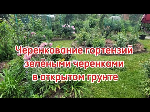 Видео: Черенкование гортензий зелёными черенками в открытом грунте