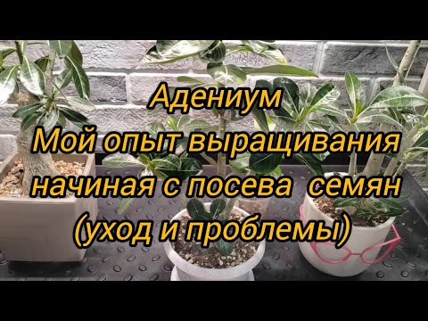 Видео: Адениум | Мой опыт выращивания начиная с посева семян | Уход и проблемы