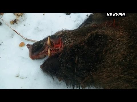 Видео: Загонная охота на кабана. Добываем кабана . 2018