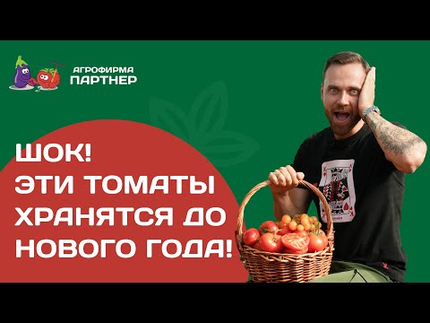 Видео: Такое бывает! Эти томаты вкусные и хранятся до Нового года!