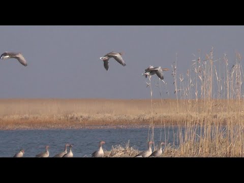 Видео: Полная яма сазана. Гуси кружат над головой. Ловим сазана на ямах в дельте волги на раскатах.