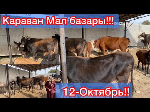 Видео: Караван мал базары