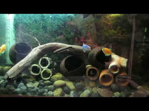 Видео: Аквариумы на Разводне, Всем привет!!!