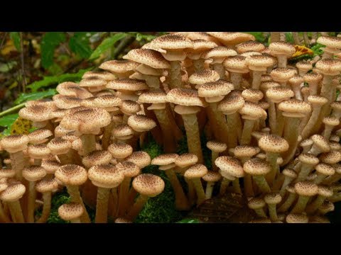 Видео: ОСЕННИЕ ОПЯТА ПОШЛИ МАССОВО,ИЮЛЬ 2019 СБИВАЕМ ПАЛКОЙ!!