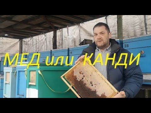 Видео: Чем подкормить пчел в конце зимы.