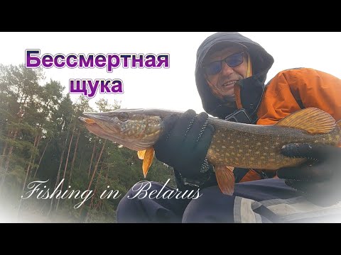 Видео: Бессмертная щука.Безымянный воблер.Ноябрь радует .Fishing in Belarus.02.11.2025.