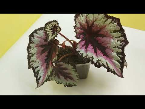 Видео: Сеянцы бегонии от MaGic