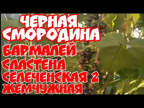 Видео: Черная смородина Бармалей, Сластена, селеченская -2,Жемчужная!