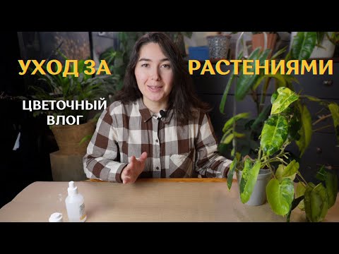 Видео: Черенкование ФИЛОДЕНДРОНОВ | ДУШ для комнатных  РАСТЕНИЙ | перестановка в ВИТРИНЕ 🌿