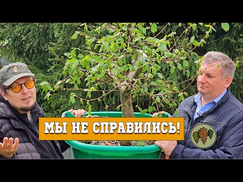 Видео: Как отпустить дерево в лес? / мы не справились @Studio.Bonsai